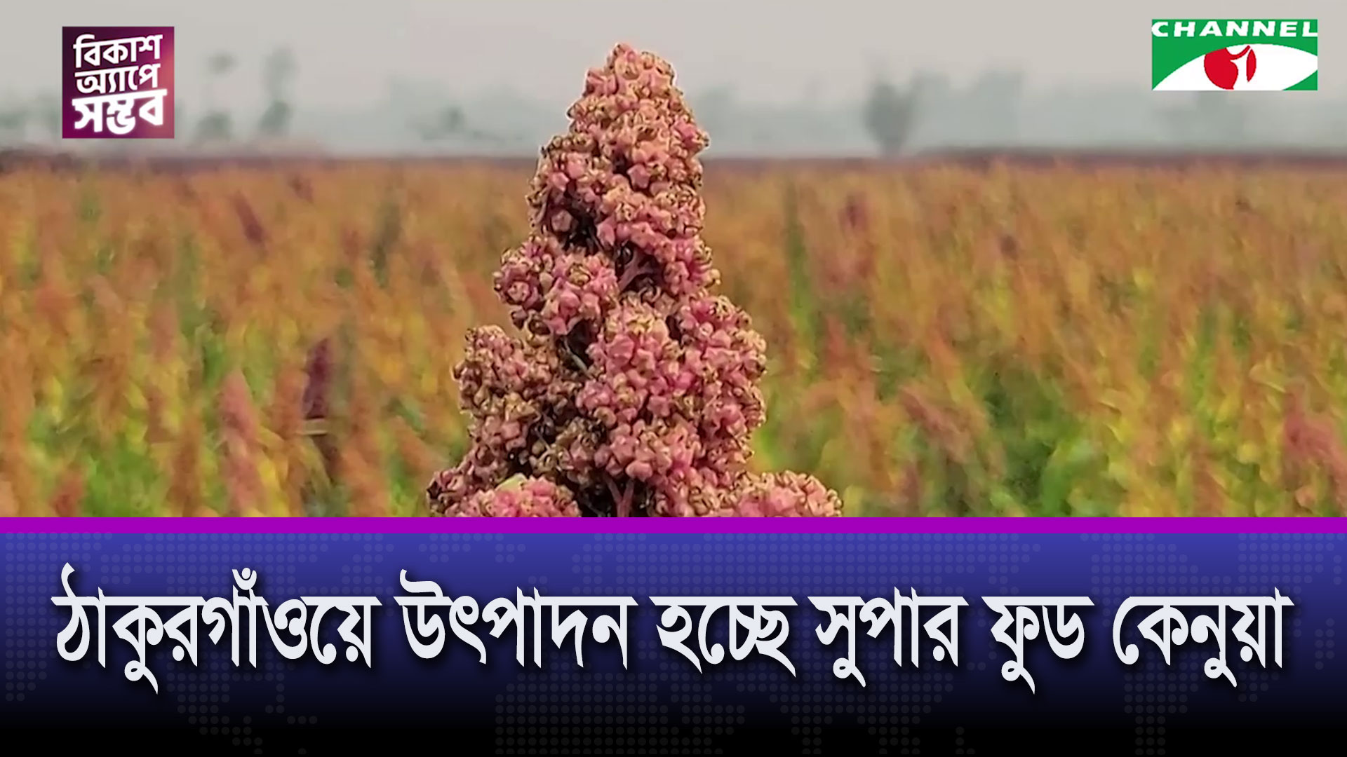 ঠাকুরগাঁওয়ে উৎপাদন হচ্ছে সুপার ফুড কেনুয়া