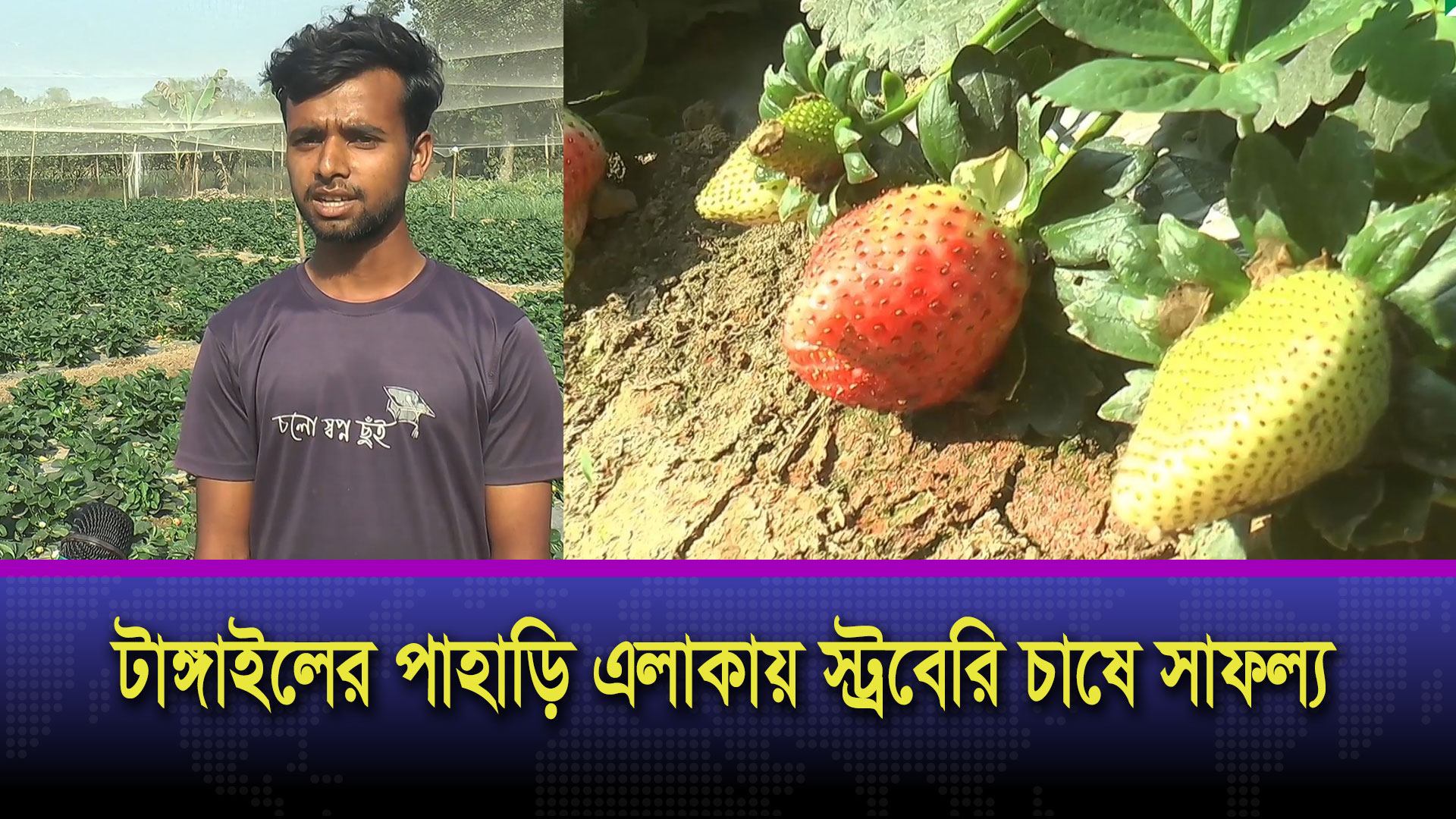 টাঙ্গাইলের পাহাড়ি এলাকায় স্ট্রবেরি চাষে সাফল্য