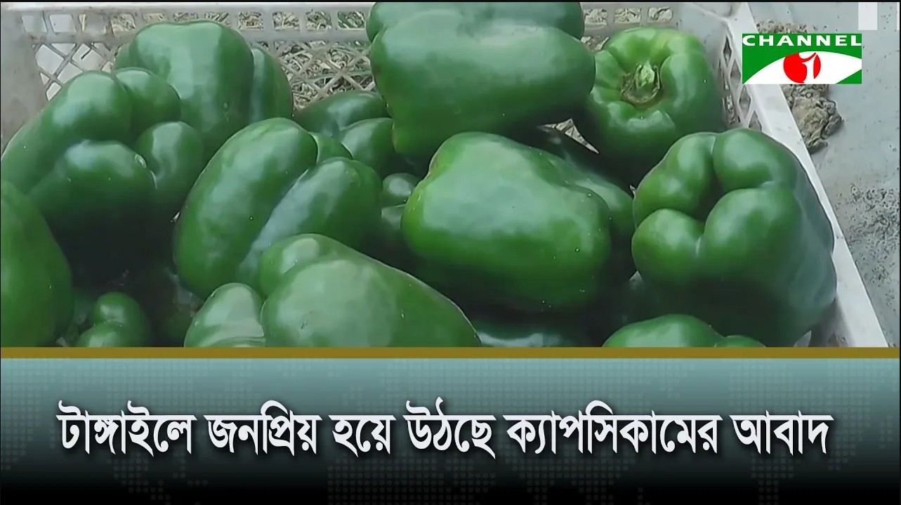 টাঙ্গাইলে জনপ্রিয় হয়ে উঠছে ক্যাপসিকামের আবাদ