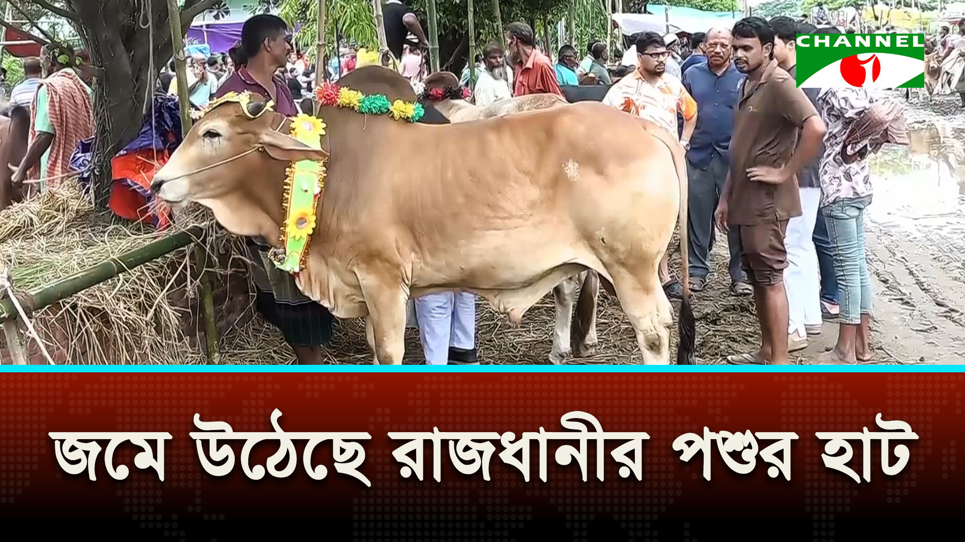 রাজধানীর পশুর হাটে বাড়ছে ক্রেতা, বাড়ছে দরদামও
