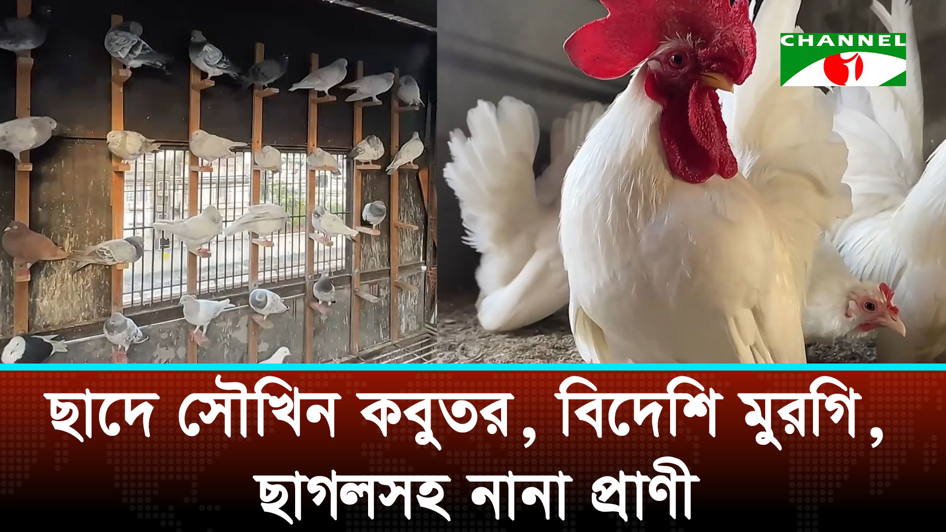 শেওড়াপাড়ায় ছাদে গড়ে উঠেছে ব্যতিক্রম প্রাণিসম্পদ খামার