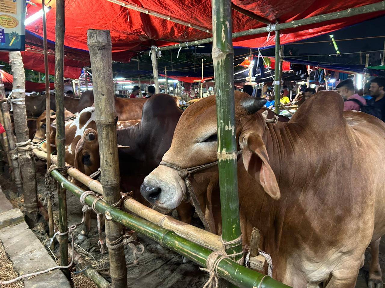 বৃষ্টি-কালবৈশাখীর শঙ্কায় পশুর হাটে দুশ্চিন্তা, বাড়ছে ঈদযাত্রার ভোগান্তি