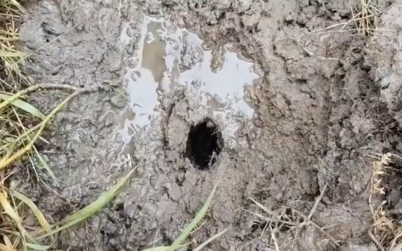 পটুয়াখালীতে জমির নিচে থেকে বুদবুদ শব্দ