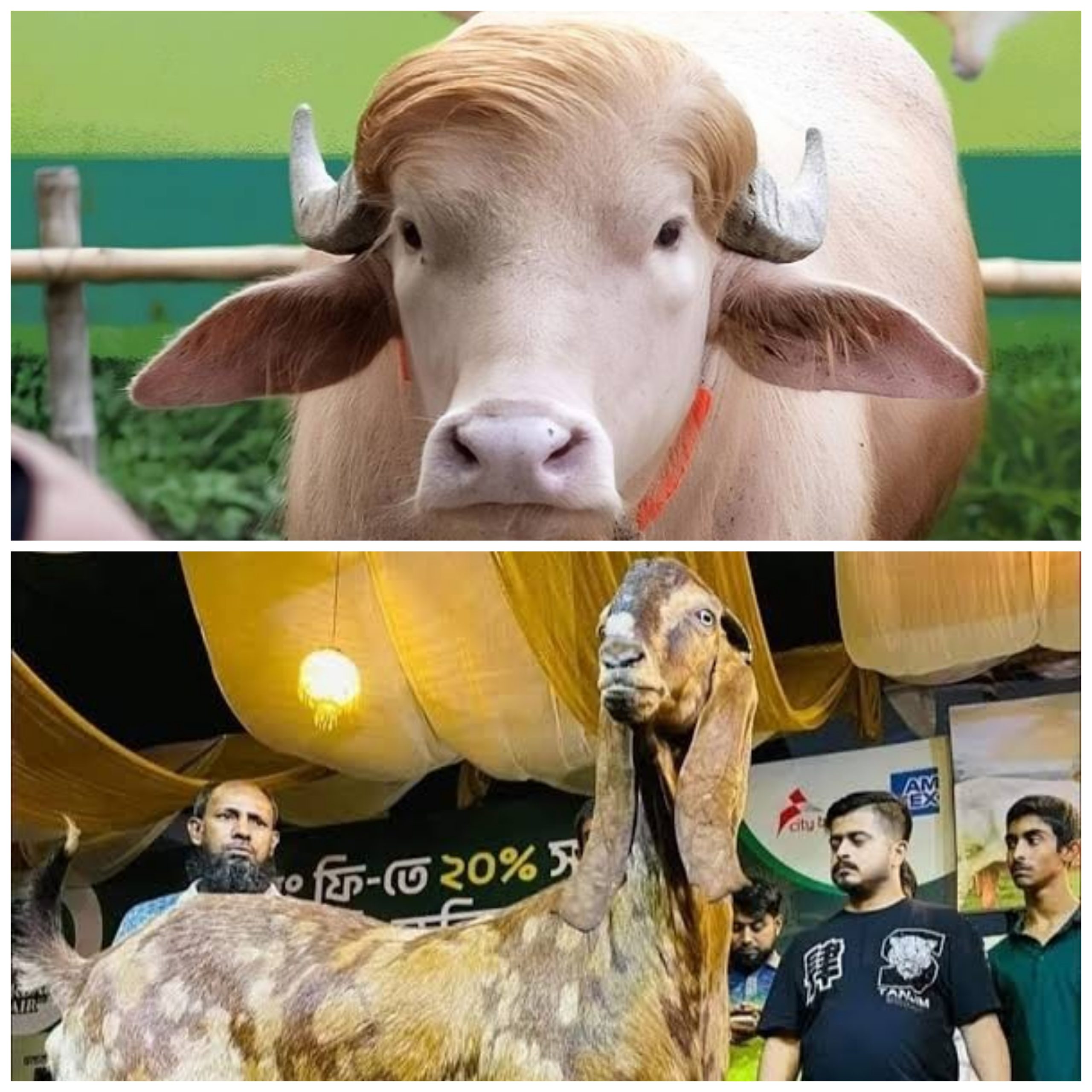 ছাগল, মহিষ এবং আমাদের রাষ্ট্রীয় মনোযোগের দেউলিয়াত্ব