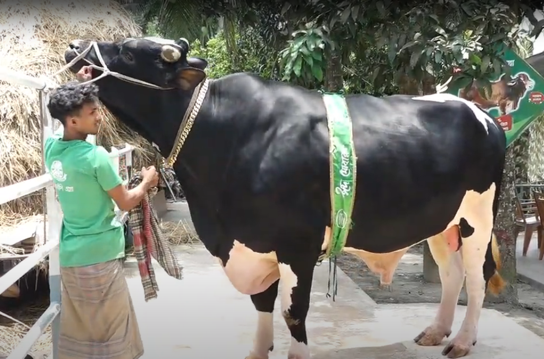 আলোচনায় ১ হাজার ১০০ কেজি ওজনের গরু ‘রিকিশি’
