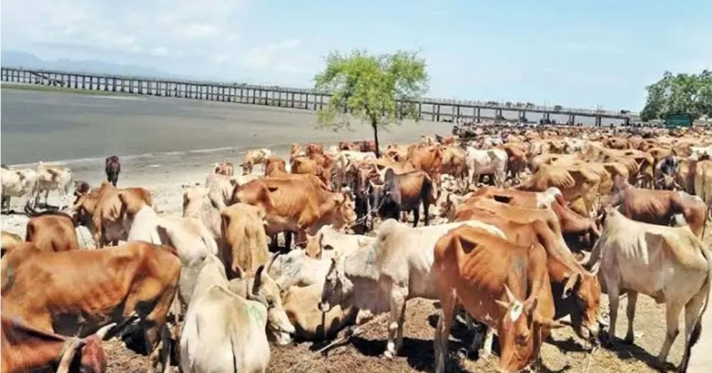 ‘কক্সবাজারে সড়কের পাশে পশুর হাট বসলে আইনি ব্যবস্থা’