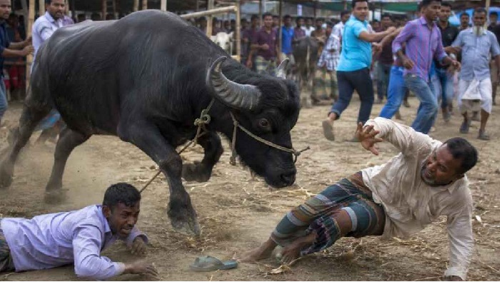 জামালপুরে কোরবানির পশুর হাটে মহিষের আক্রমণে নিহত ২