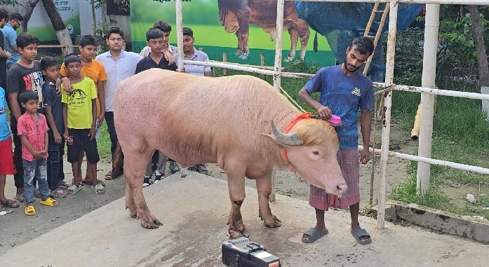 ভাইরাল মহিষ ‘ডোনাল্ড ট্রাম্প’ এখন চিড়িয়াখানায়