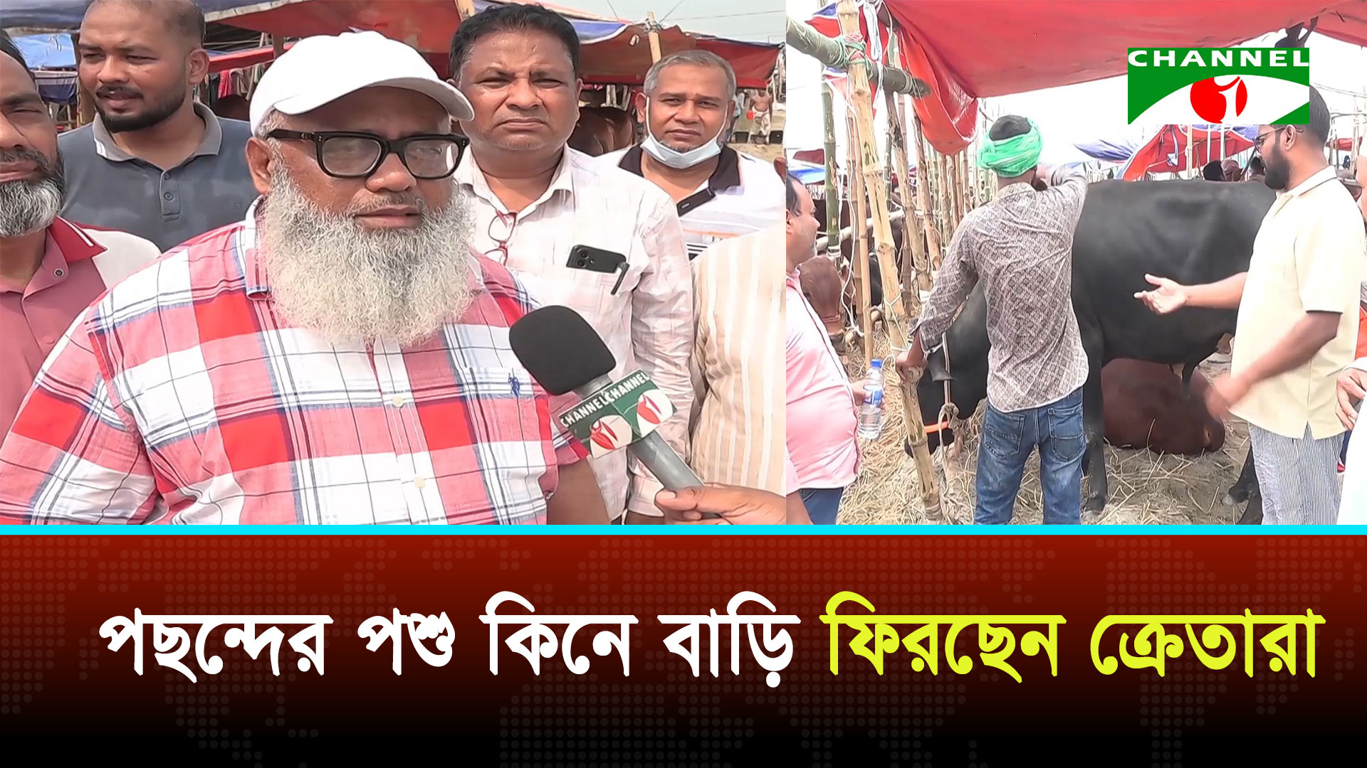 রাজধানীতে জমতে শুরু করেছে কোরবানির পশুর হাট | চ্যানেল আই অনলাইন রাজধানীতে জমতে শুরু করেছে কোরবানির পশুর হাট | চ্যানেল আই অনলাইন