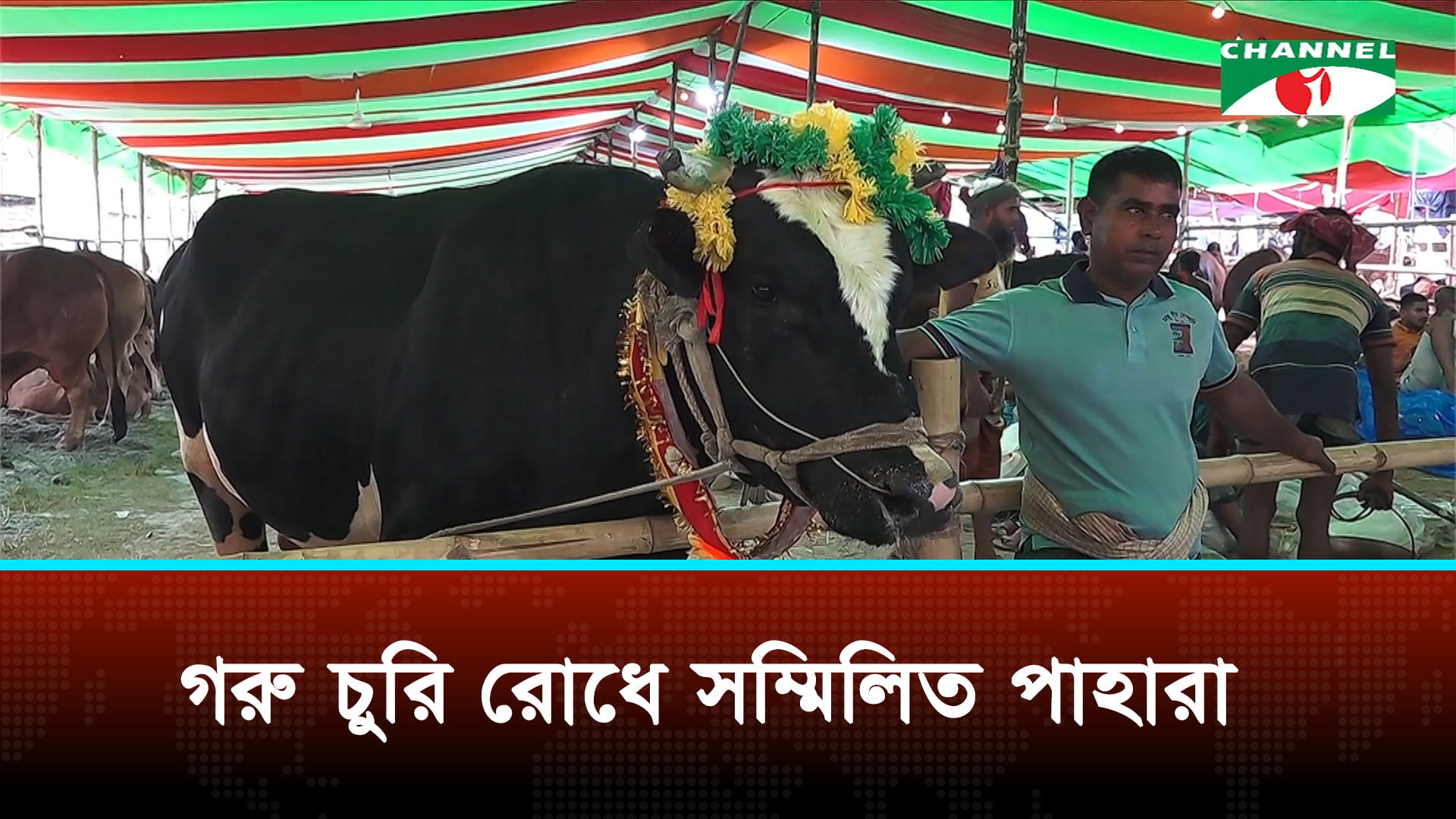 গরুর দাম চাওয়া হচ্ছে ১০ থেকে ১৮ লাখ টাকা