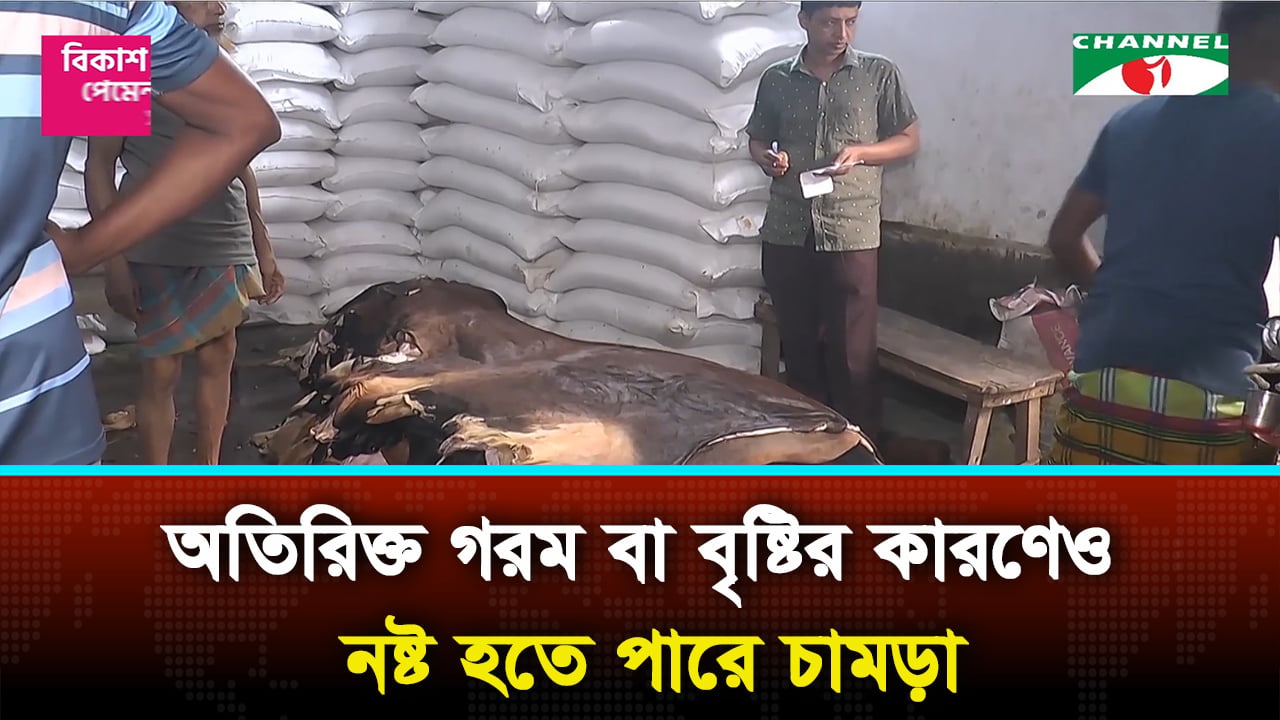 এবারও কোরবানির পশুর চামড়া নিয়ে শঙ্কায় ব্যবসায়ীরা
