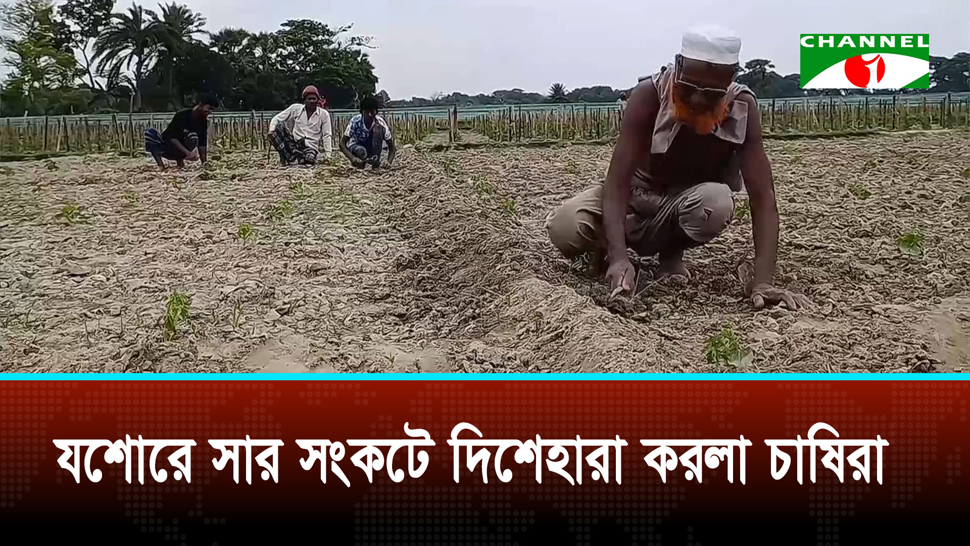 যশোরে সার সংকটে দিশেহারা করলা চাষিরা