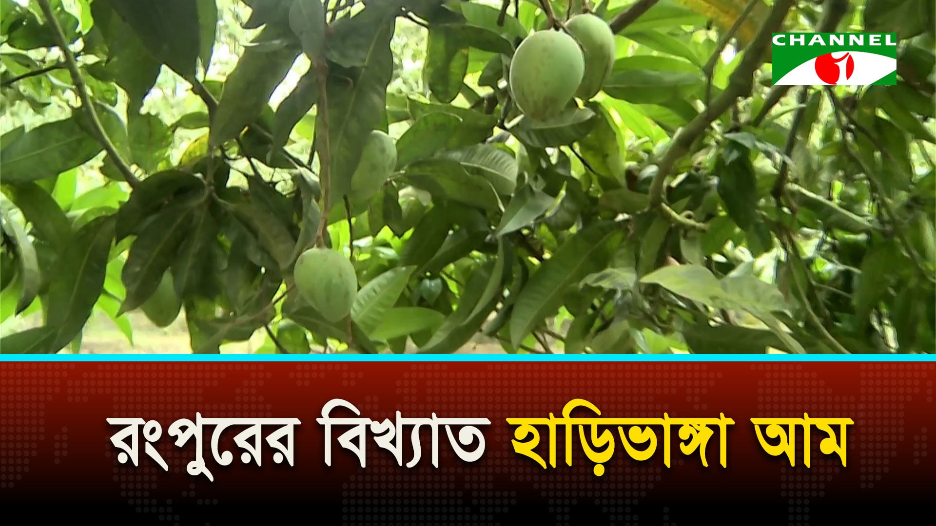জুনে বাজারে আসছে রংপুরের বিখ্যাত হাড়িভাঙ্গা আম