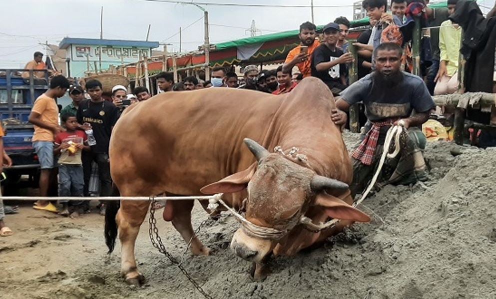 পশ্চিমবঙ্গে কোরবানি ঈদের আগে পশু জবাই নিয়ন্ত্রণে কড়াকড়ি