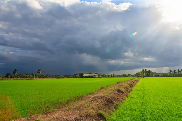 নয় জেলায় ঝড়-বৃষ্টির আশঙ্কা