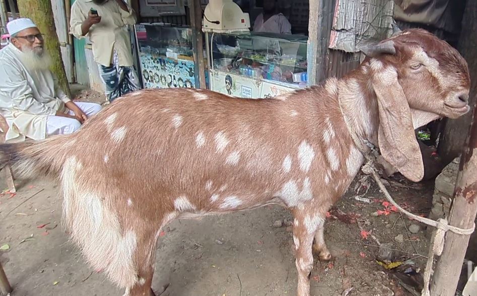 ছাগলের দাম ১ লাখ ১৫ হাজার!