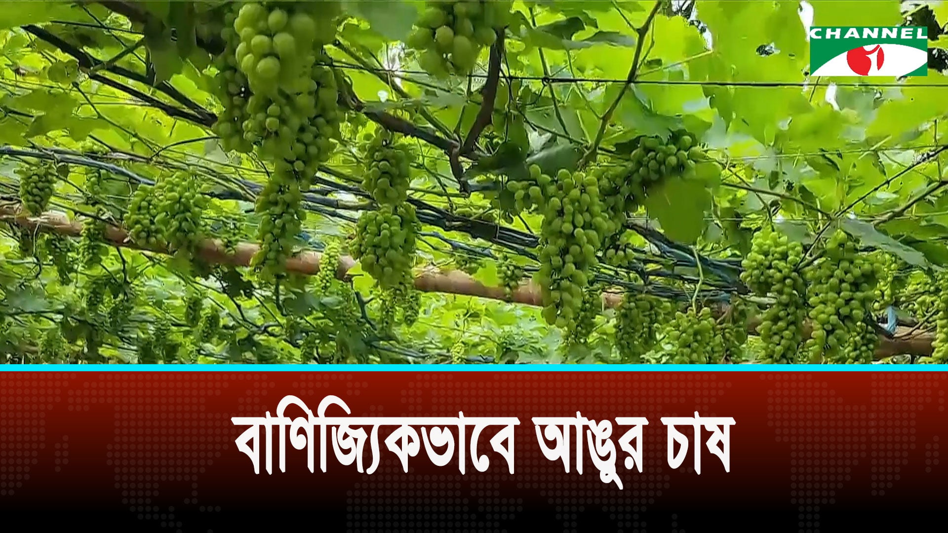 নিজ বাড়ির ভিটেই পরীক্ষামূলকভাবে ২২ প্রজাতির আঙুর চাষ