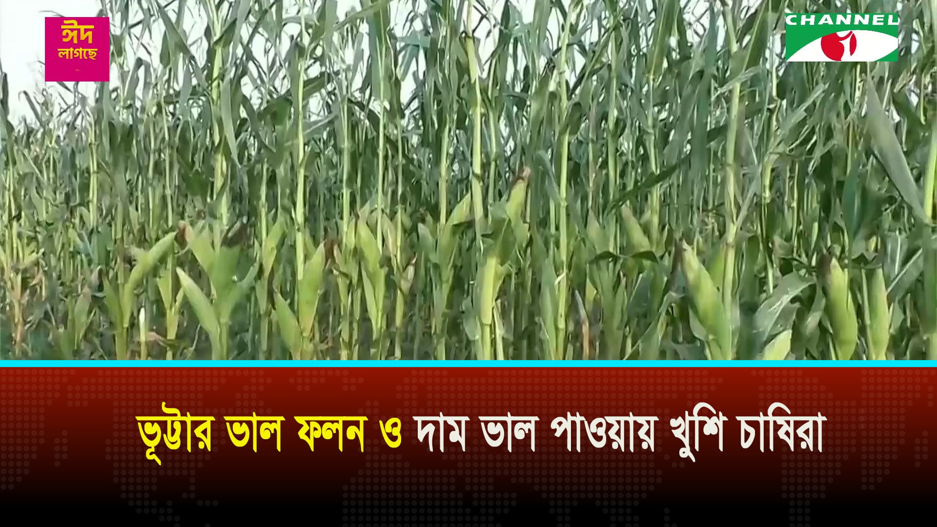 মেহেরপুরে ভুট্টার ভাল ফলন ও দাম ভাল পাওয়ায় খুশি চাষিরা