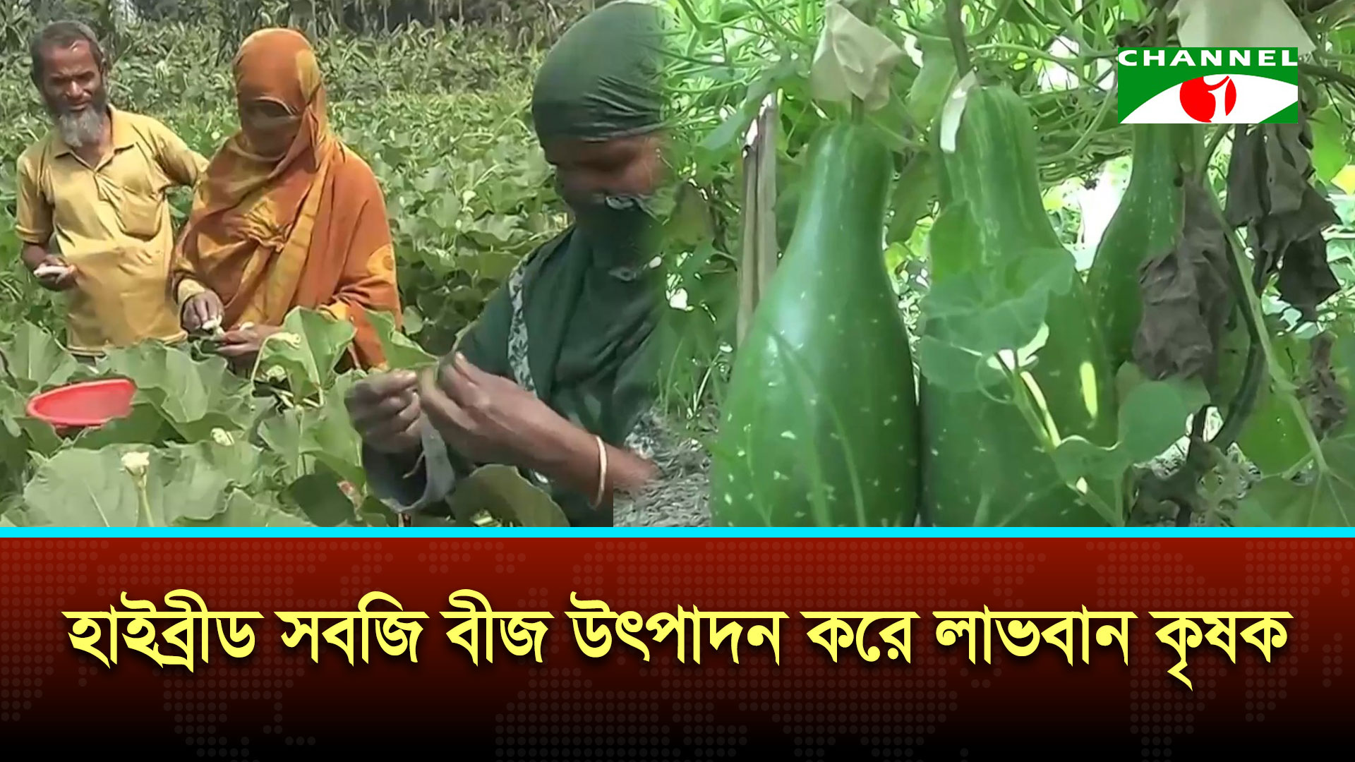কুড়িগ্রামে বিভিন্ন ধরনের হাইব্রীড সবজি বীজ উৎপাদনে লাভবান কৃষক