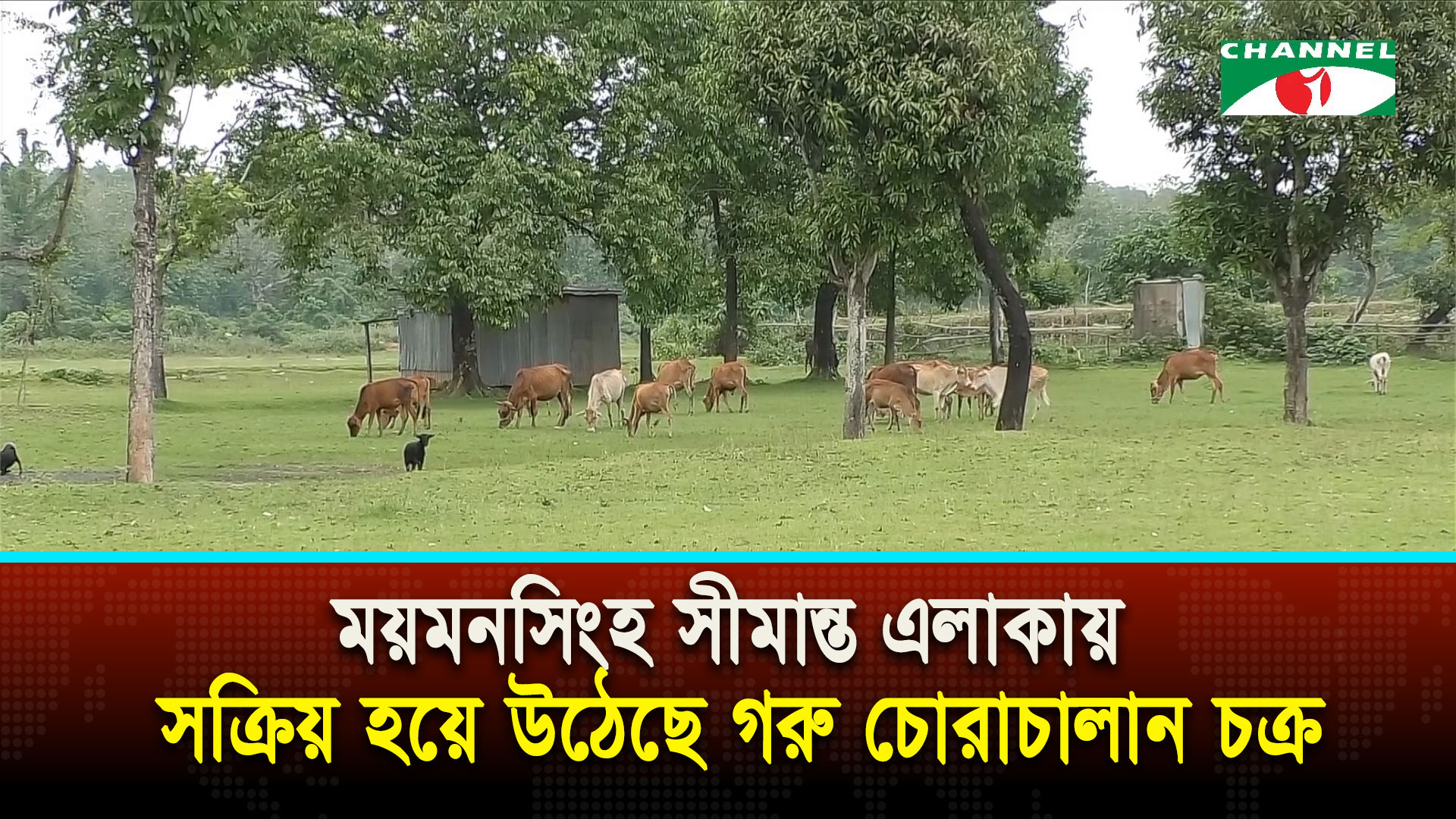 ময়মনসিংহ সীমান্ত এলাকায় সক্রিয় হয়ে উঠেছে গরু চোরাচালান চক্র