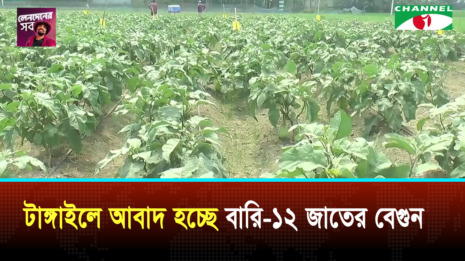 টাঙ্গাইলে আবাদ হচ্ছে বারি-১২ জাতের বেগুন