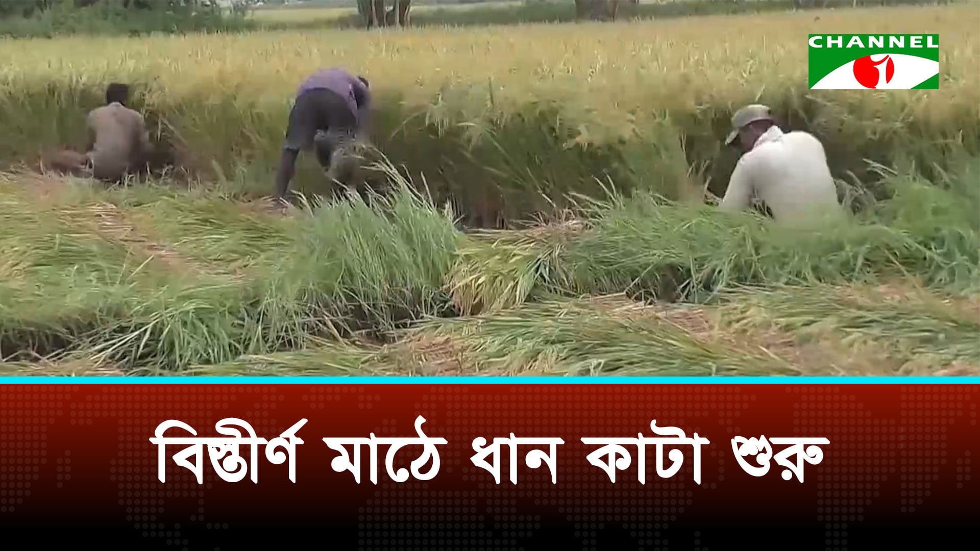 নড়াইলে বোরো ধানের রেকর্ড পরিমাণ ফলন