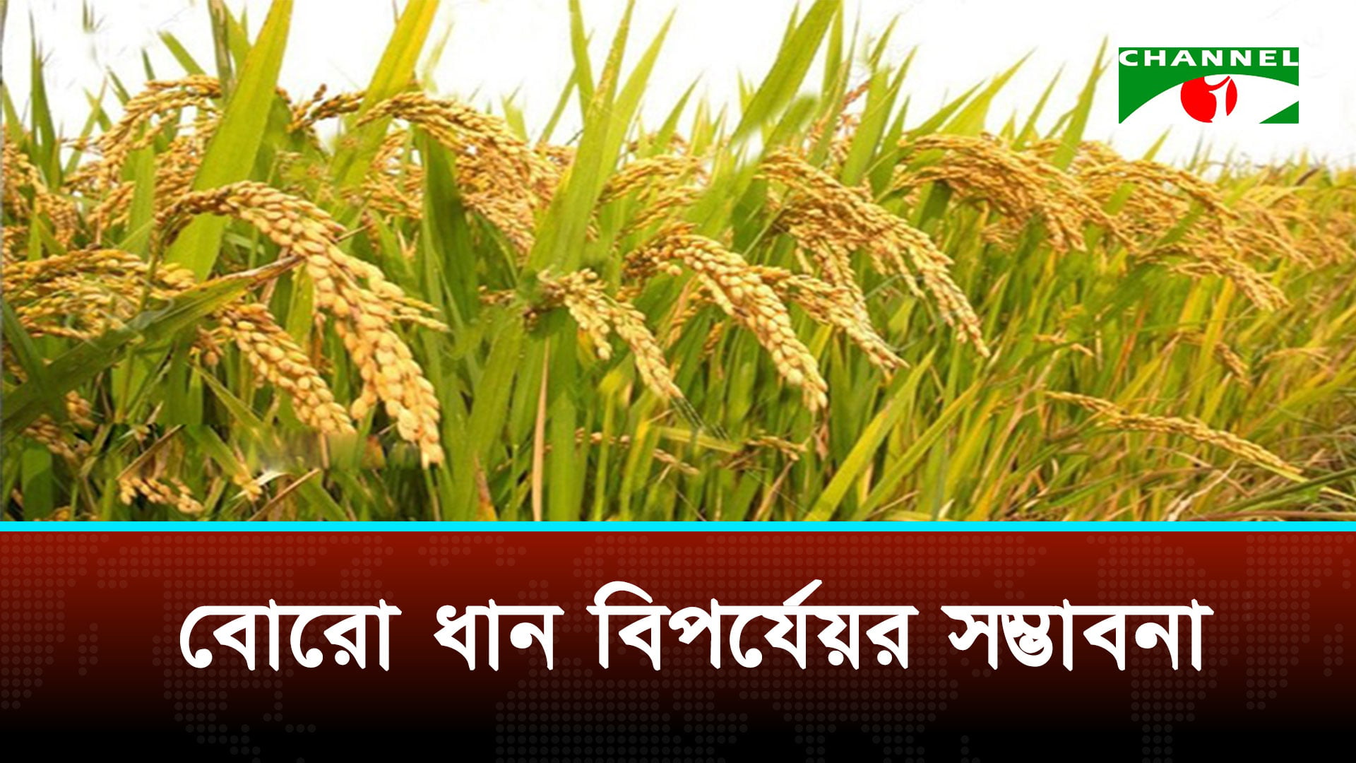 বোরো ধান পানিতে তলিয়ে গিয়ে চরম ক্ষতির মুখে মাদারিপুরের কৃষক