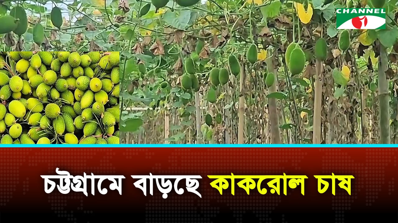 চট্টগ্রামের ফটিকছড়িতে বাড়ছে কাকরোল চাষ