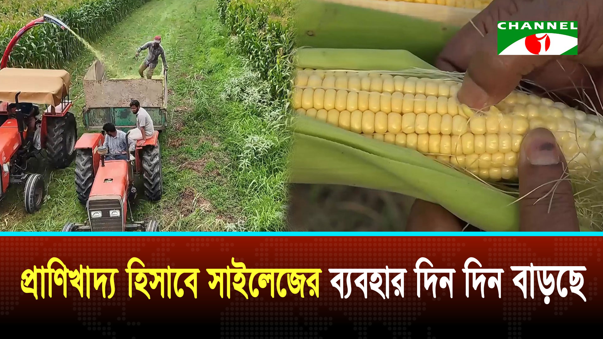 সাইলেজ উৎপাদন প্রাণিখাতের সম্ভাবনাময় উদ্যোগ