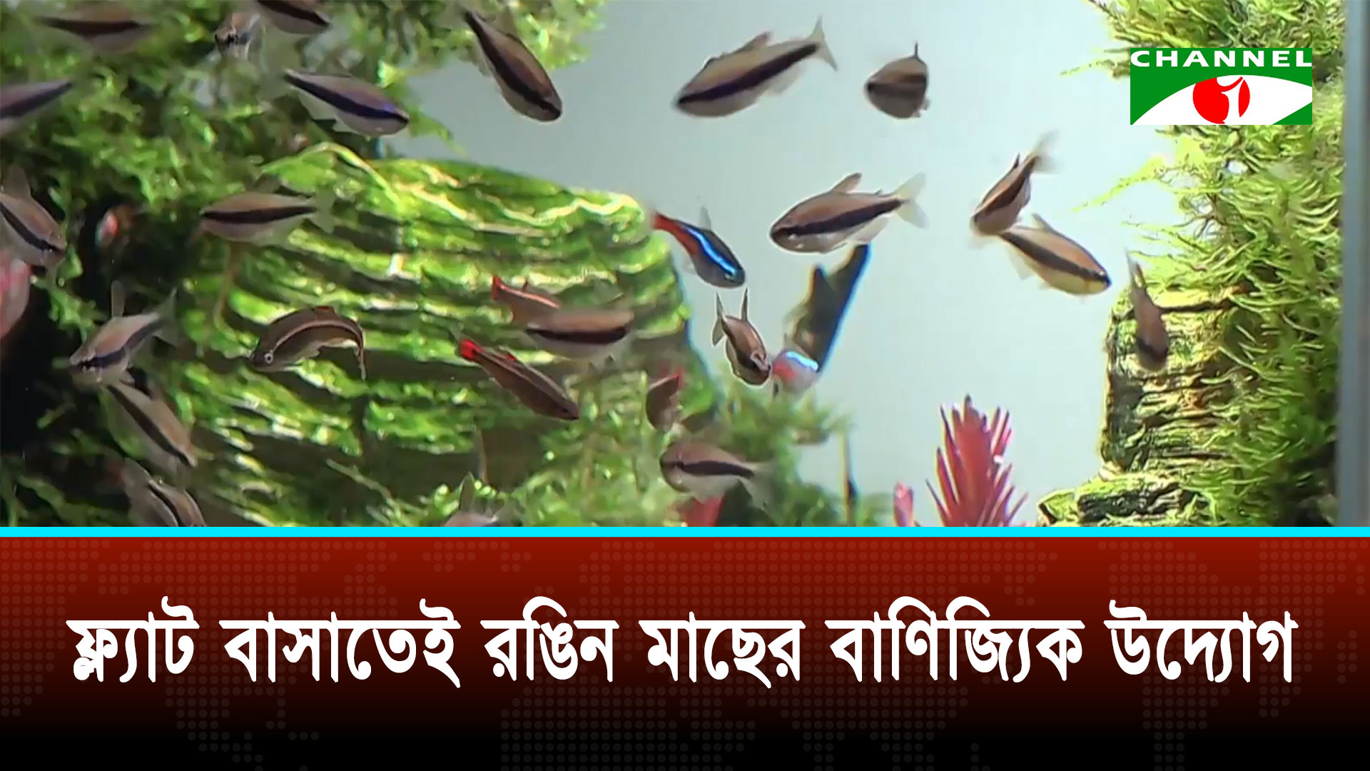 বাংলাদেশে গত এক দশকে শৌখিন মাছ চাষে ঘটে গেছে নীরব বিপ্লব