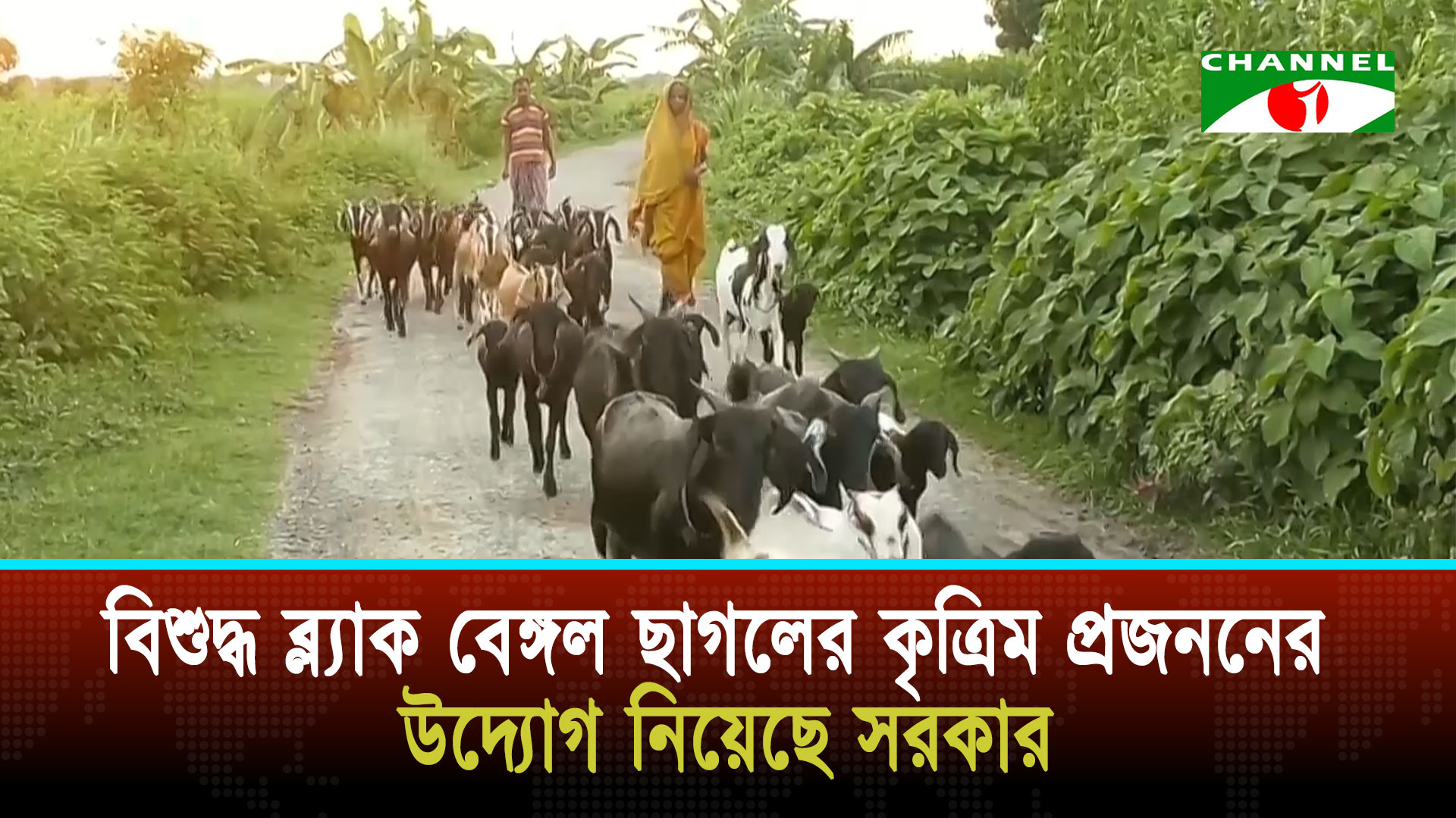 কালো মানিকখ্যাত বিশুদ্ধ ব্ল্যাক বেঙ্গল ছাগলের কৃত্রিম প্রজননে সরকারের উদ্যোগ