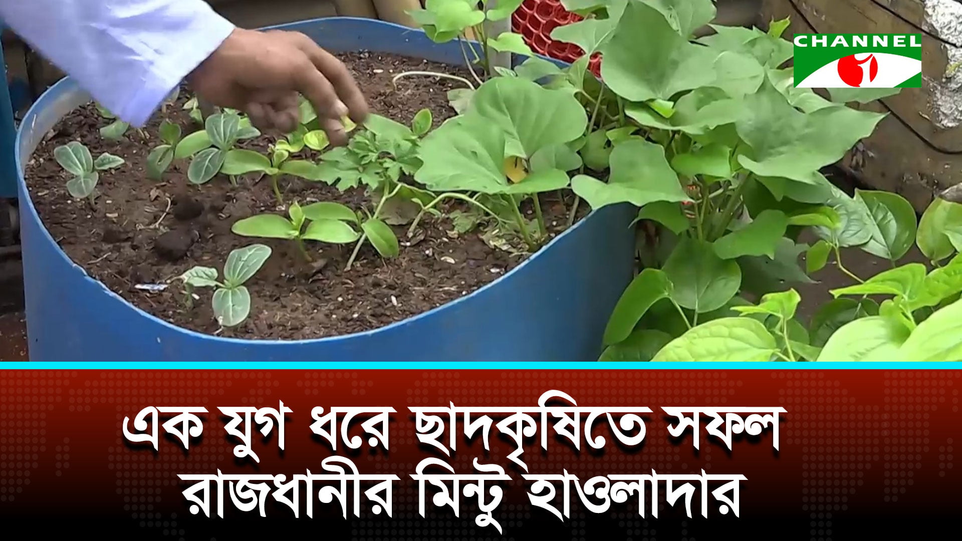 যাত্রাবাড়ীর ছাদে ফল-সবজির সমৃদ্ধ বাগান, দৃষ্টান্ত মিন্টু হাওলাদার
