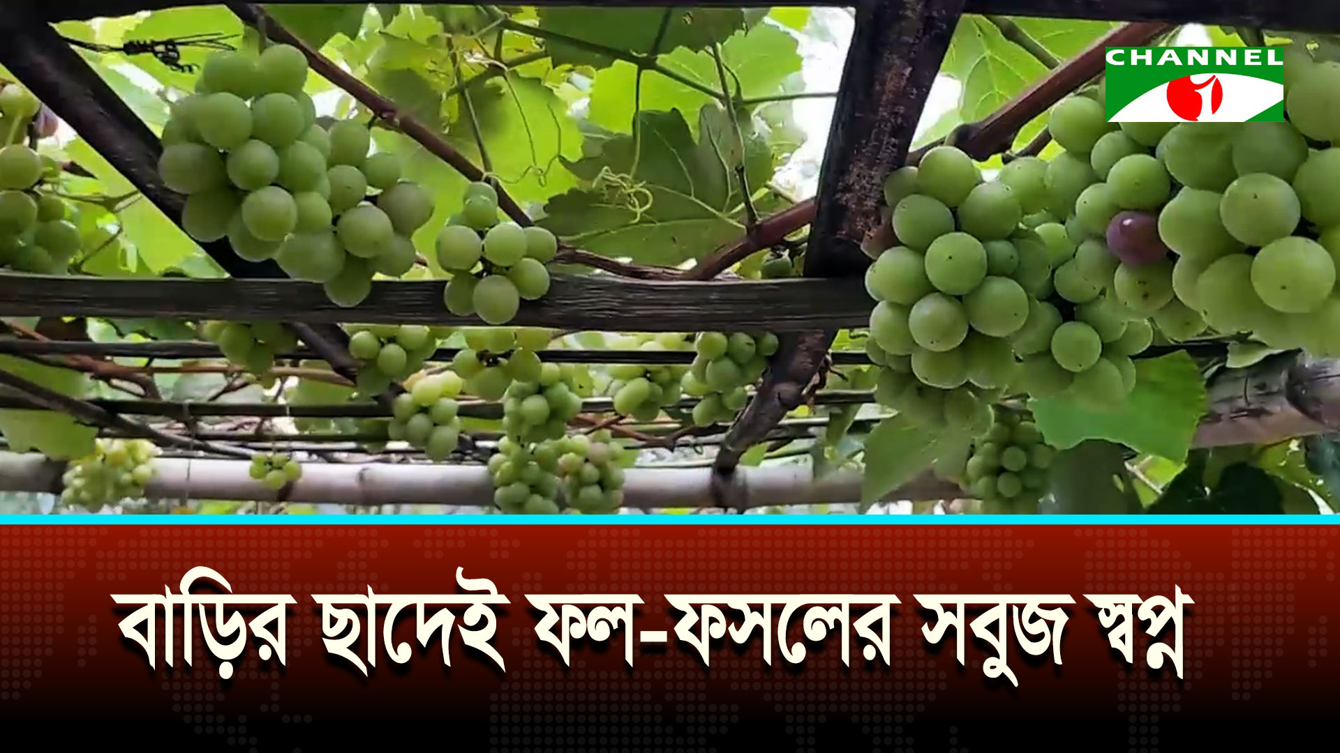 প্রবাসফেরত আলমগীরের সবুজ উদ্যোক্তা হয়ে ওঠার গল্প