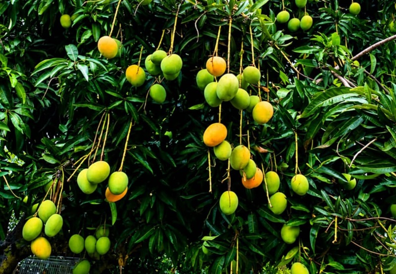 নওগাঁর আম পৌঁছে দিচ্ছে ঊষা অর্গানিক