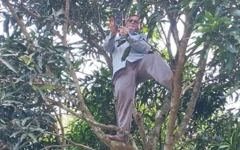 মোবাইল নেটওয়ার্ক দুর্বল, আমগাছে উঠে অনলাইন হাজিরা প্রধান শিক্ষকের