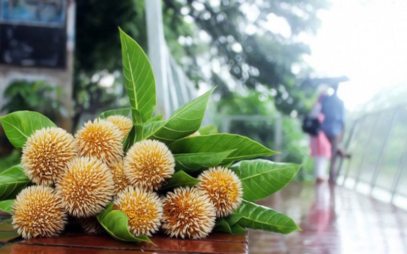 আষাঢ়ের আগমনে আজ বর্ষার শুরু