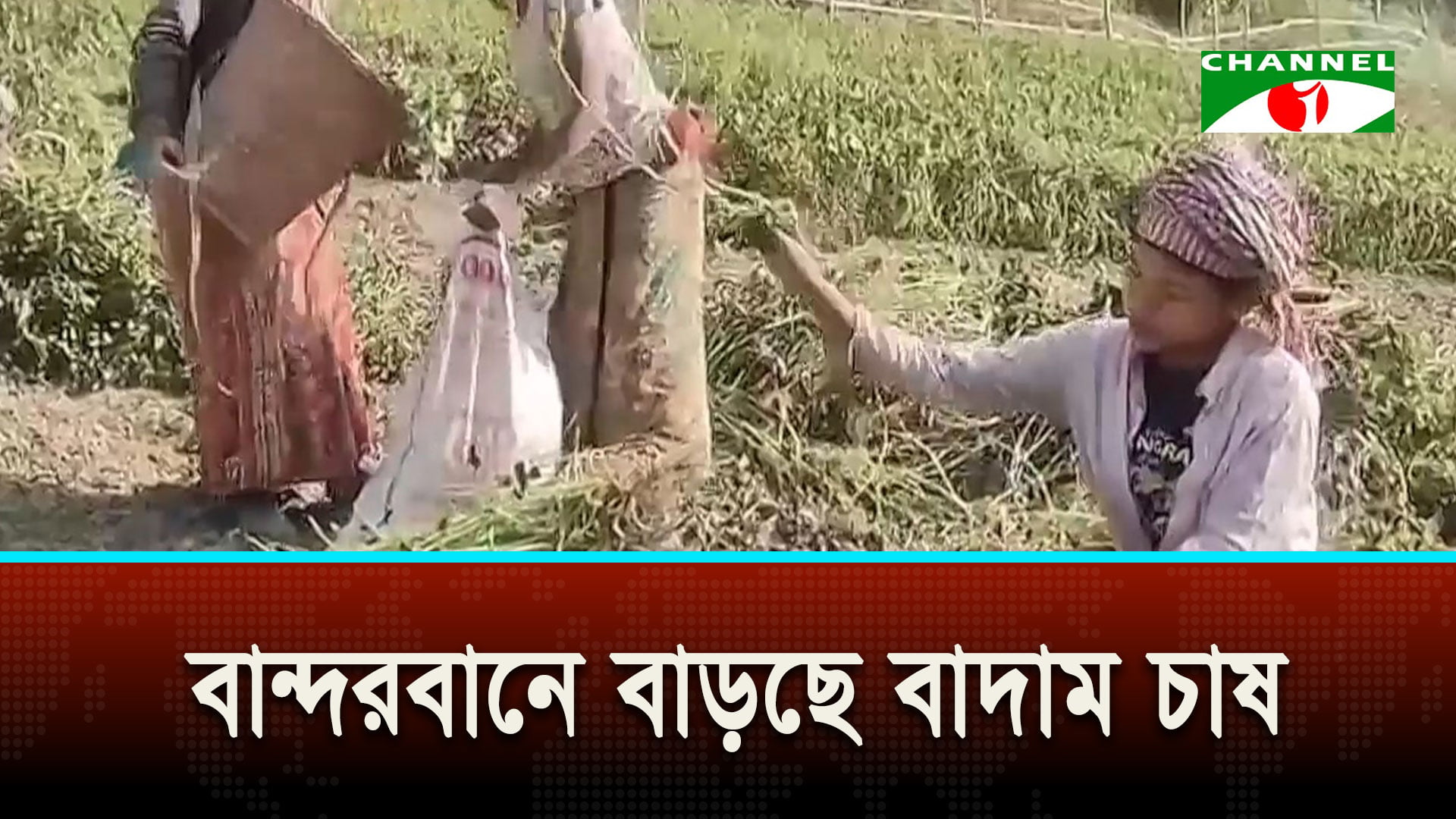 বান্দরবানে বাড়ছে বাদাম চাষ