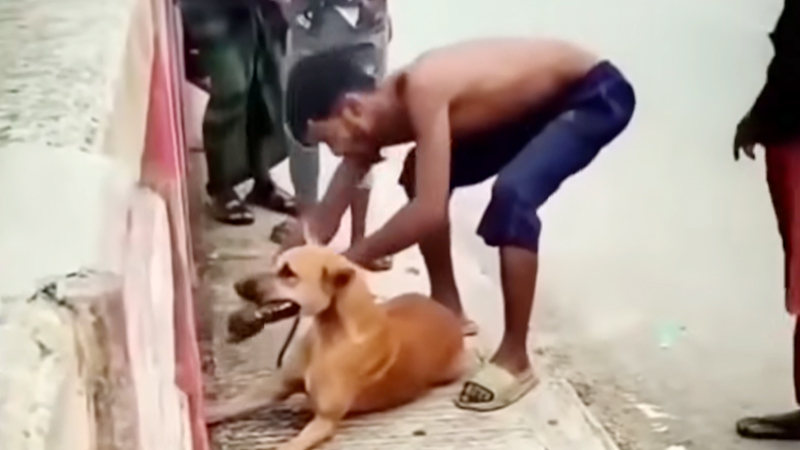 কুকুরের গলায় ইট বেঁধে নদীতে ফেলার ঘটনায় গ্রেপ্তার আরও ১