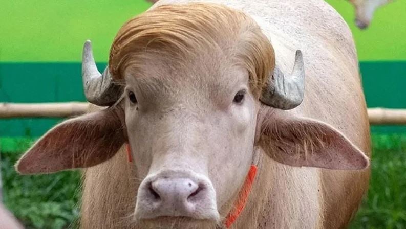 চিড়িয়াখানা থেকে কেনো সরানো হলো মহিষ ‘ডোনাল্ড ট্রাম্প’কে? | চ্যানেল আই অনলাইন চিড়িয়াখানা থেকে কেনো সরানো হলো মহিষ ‘ডোনাল্ড ট্রাম্প’কে? | চ্যানেল আই অনলাইন