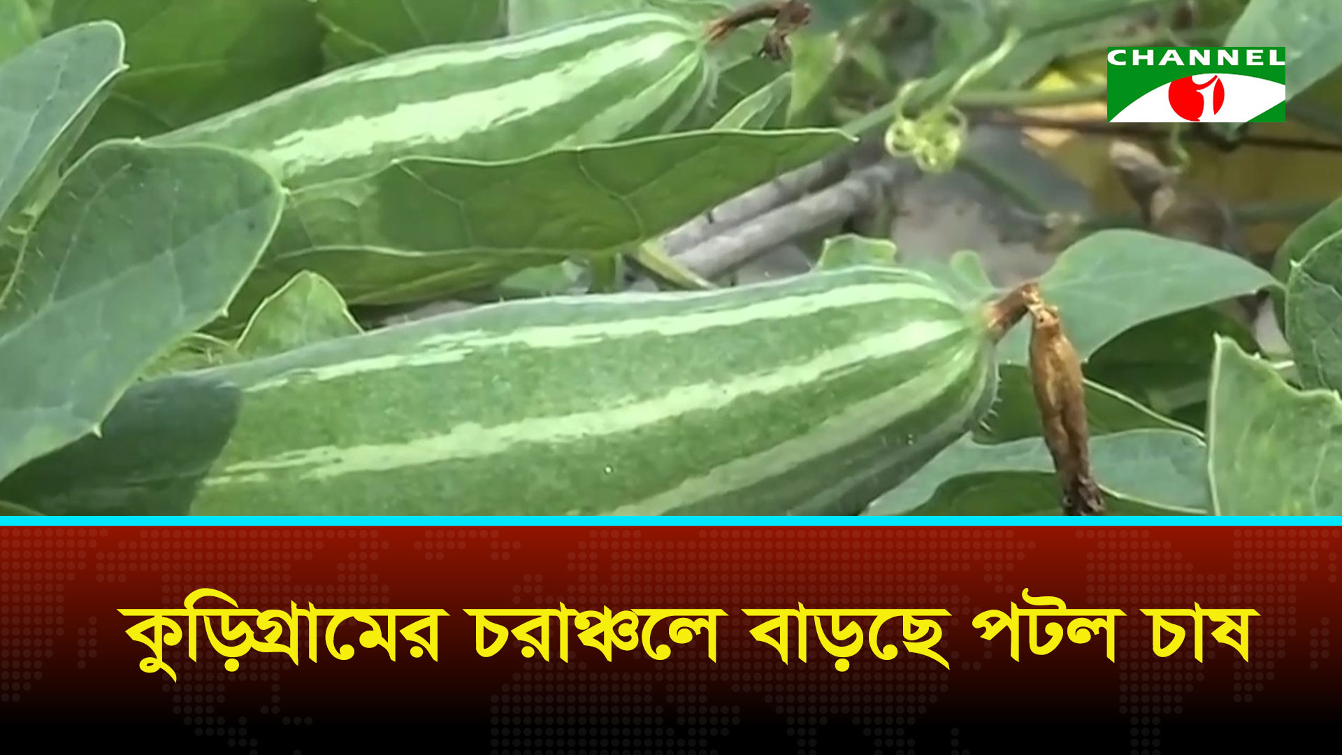 কুড়িগ্রামের চরাঞ্চলে বাড়ছে পটল চাষ
