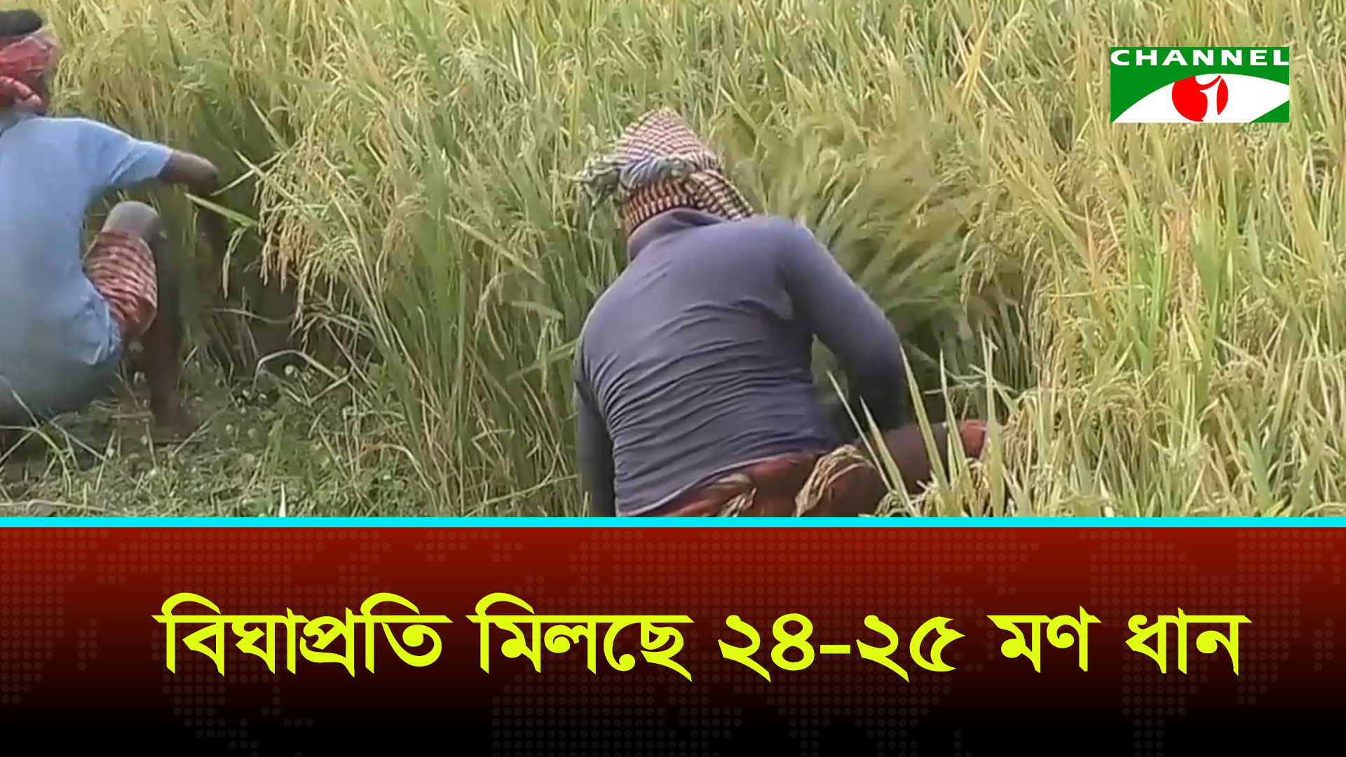 মেহেরপুরে বোরোর বাম্পার ফলন, কৃষকের মুখে স্বস্তির হাসি