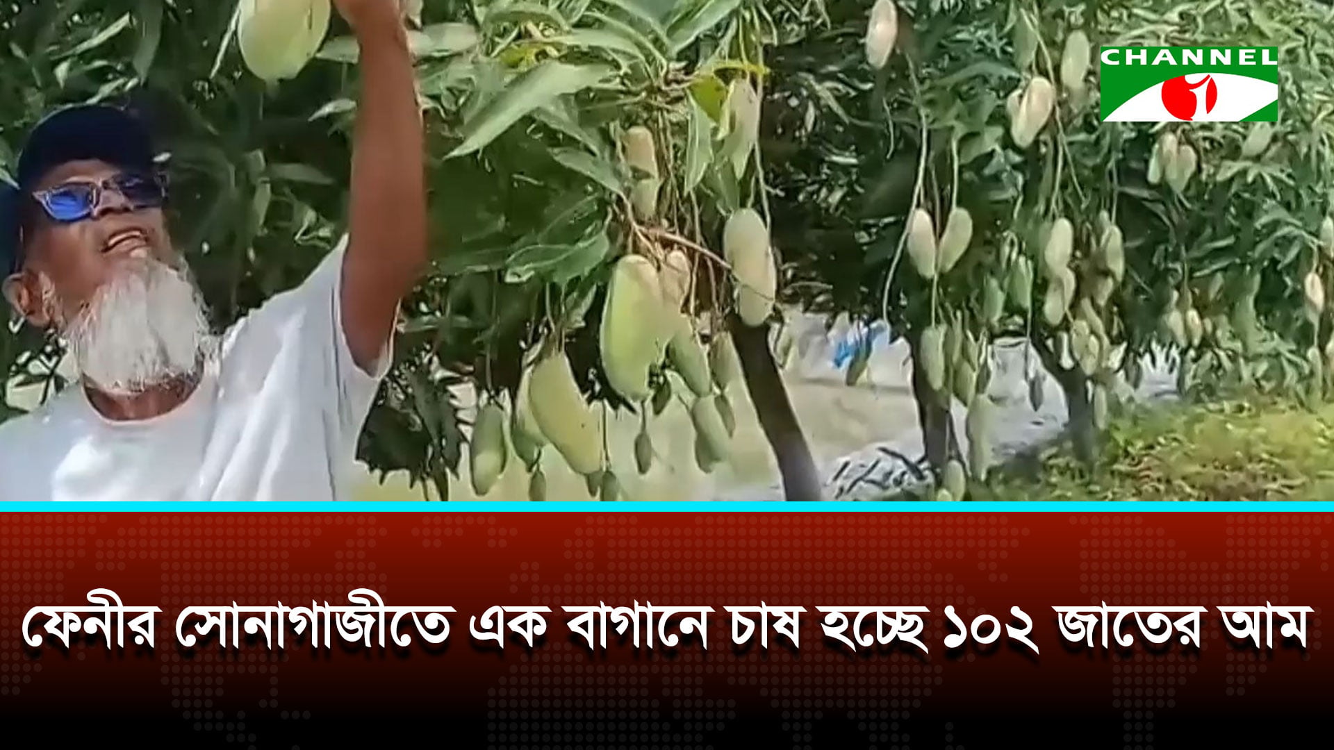 ফেনীর সোনাগাজীতে এক বাগানে চাষ হচ্ছে ১০২ জাতের আম