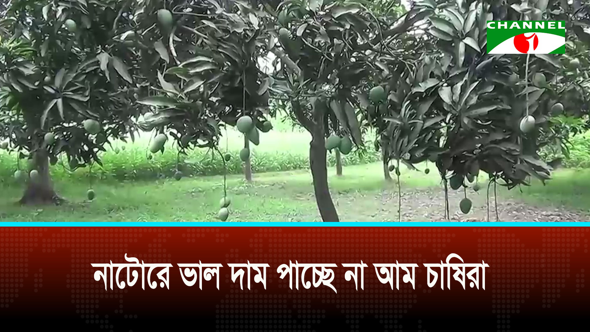 নাটোরে ভাল দাম পাচ্ছে না আম চাষিরা