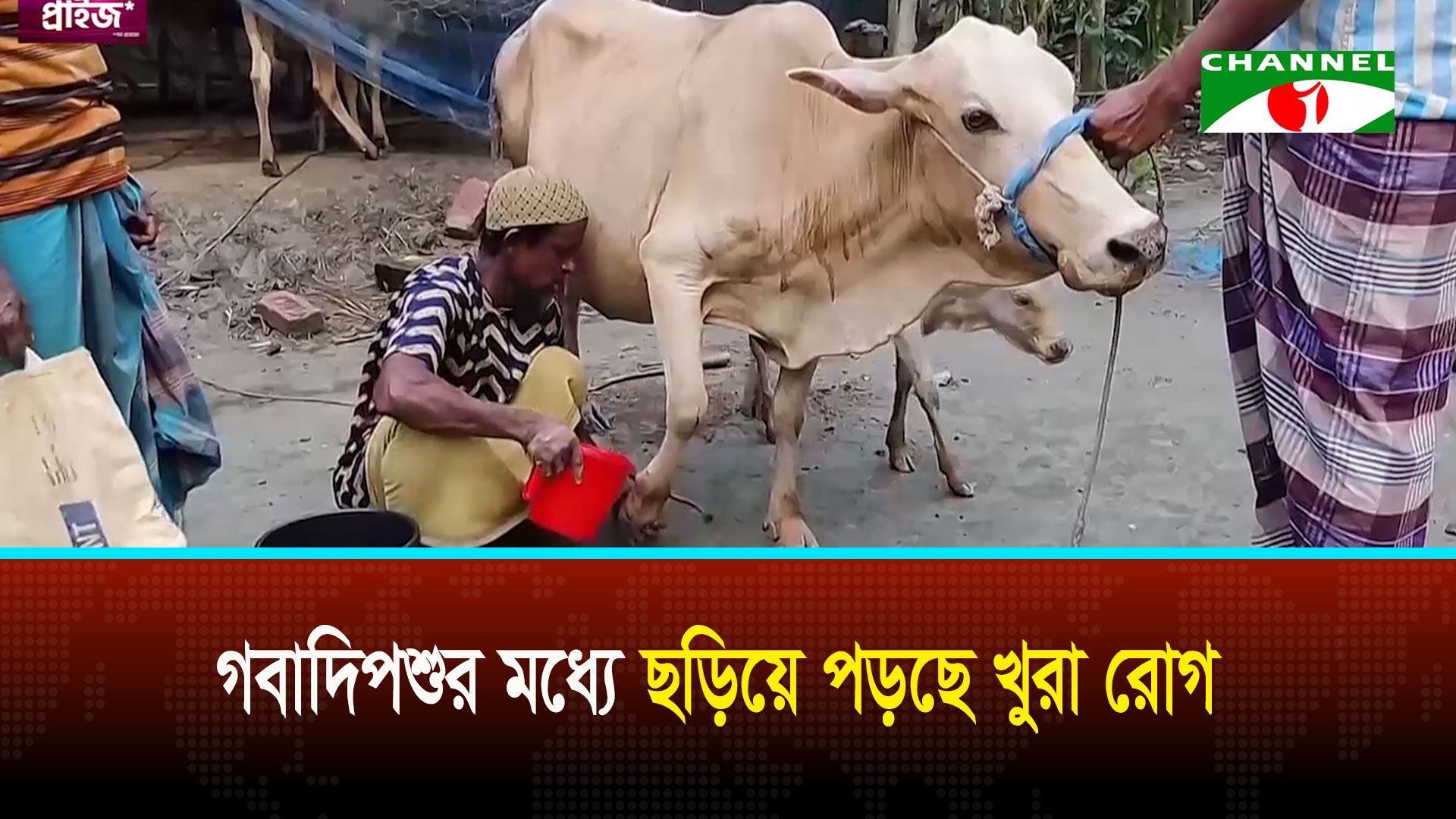 বরগুনায় গবাদিপশুর মধ্যে ছড়িয়ে পড়ছে খুরা রোগ