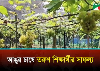 Youth's success in grape cultivation in Mymensingh