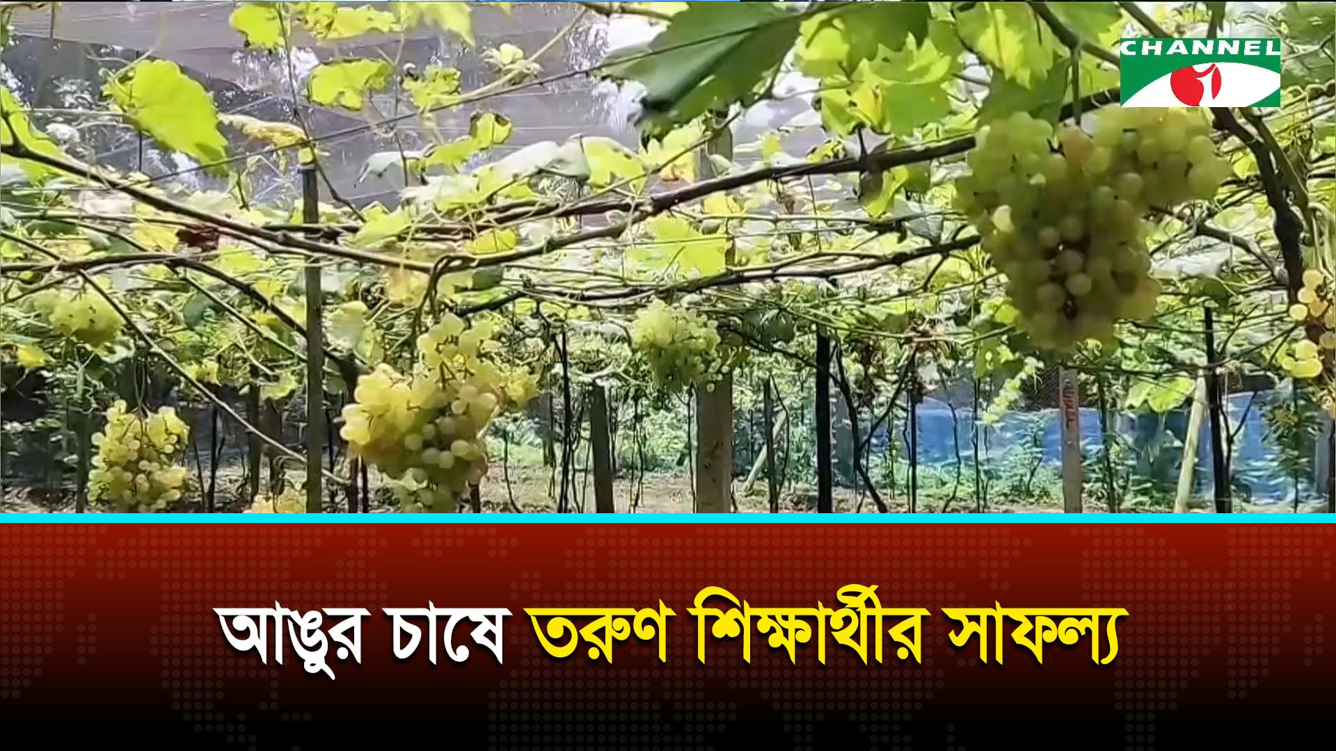 ময়মনসিংহে আঙুর চাষে তরুণের সাফল্য