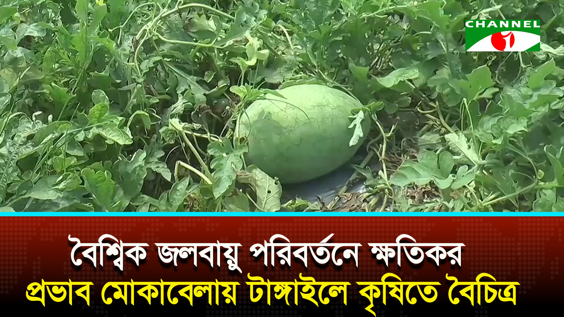 বৈশ্বিক জলবায়ু পরিবর্তনে ক্ষতিকর প্রভাব মোকাবেলায় টাঙ্গাইলে কৃষিতে বৈচিত্র | চ্যানেল আই অনলাইন বৈশ্বিক জলবায়ু পরিবর্তনে ক্ষতিকর প্রভাব মোকাবেলায় টাঙ্গাইলে কৃষিতে বৈচিত্র | চ্যানেল আই অনলাইন