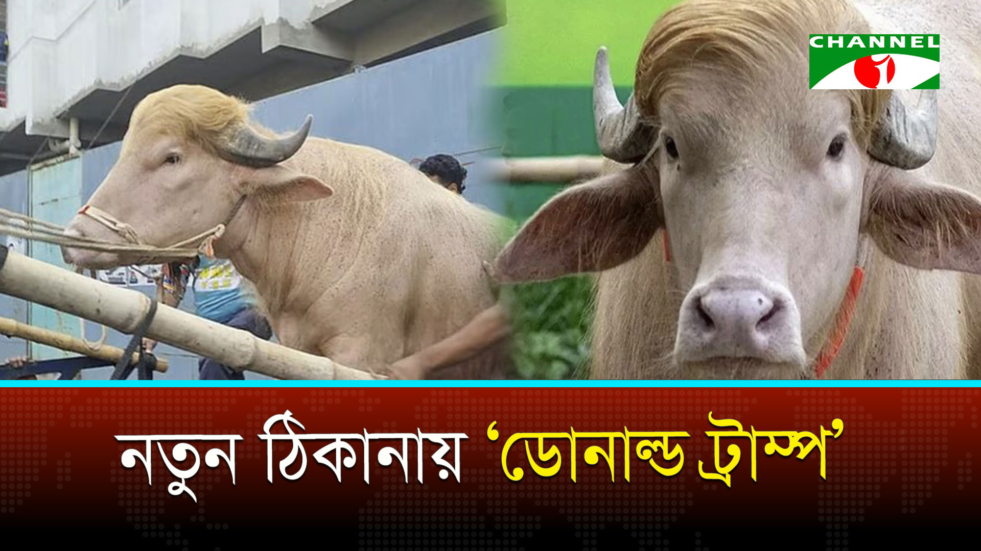 চিড়িয়াখানা ছেড়ে চলে গেলো মহিষ ‘ডোনাল্ড ট্রাম্প’