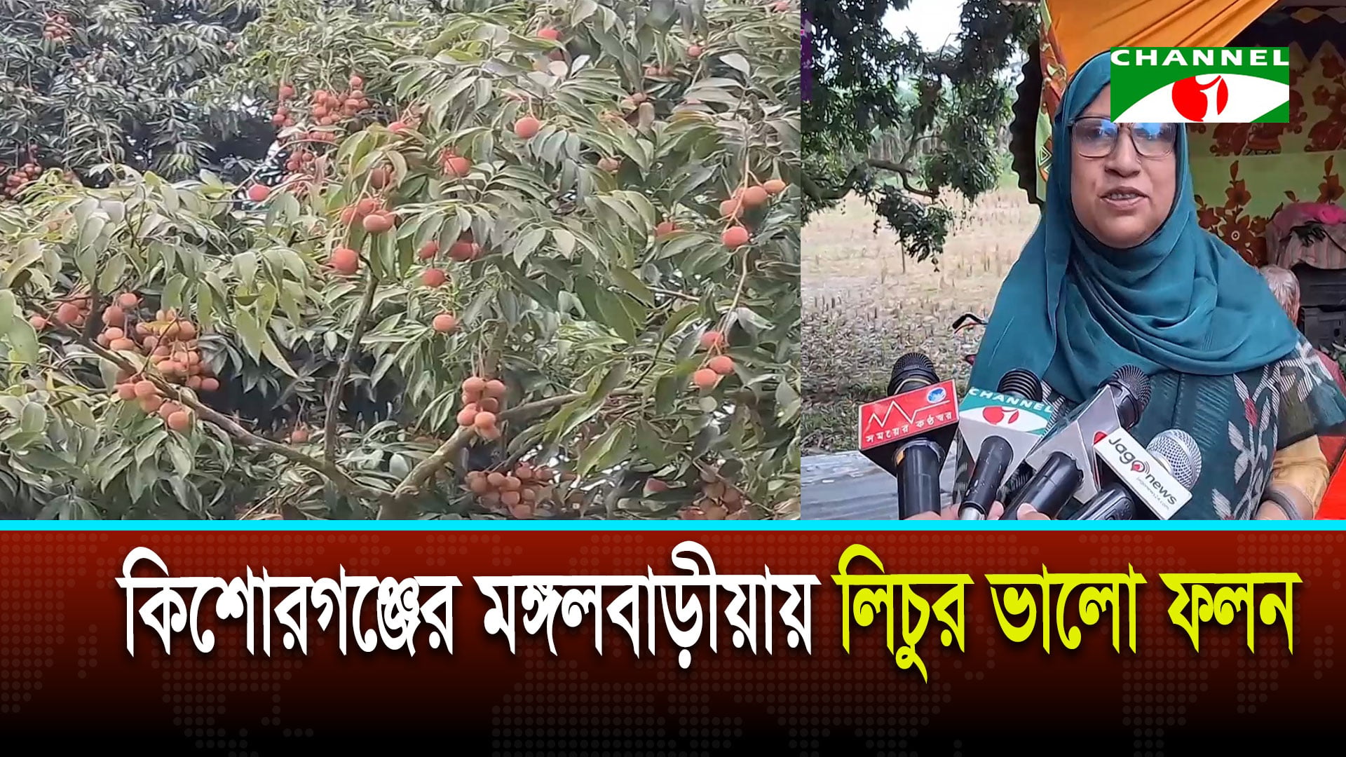 কিশোরগঞ্জের মঙ্গলবাড়ীয়ায় লিচুর ভালো ফলন