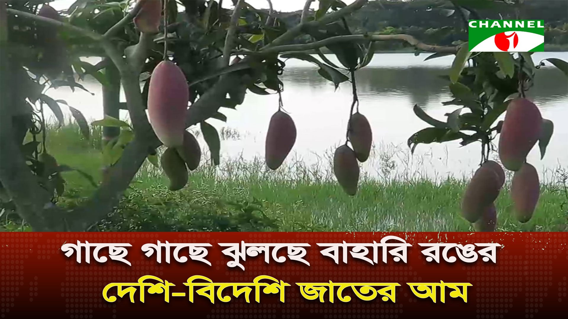 অনুকূল আবহাওয়া আর প্রাকৃতিক দুর্যোগ কম থাকায় আমের ভালো ফলন 